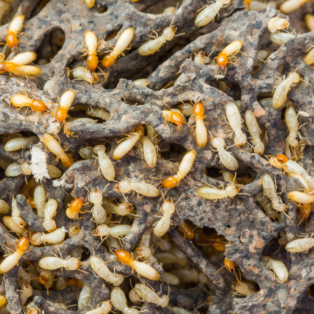 Pre-Construction Termite Treatments