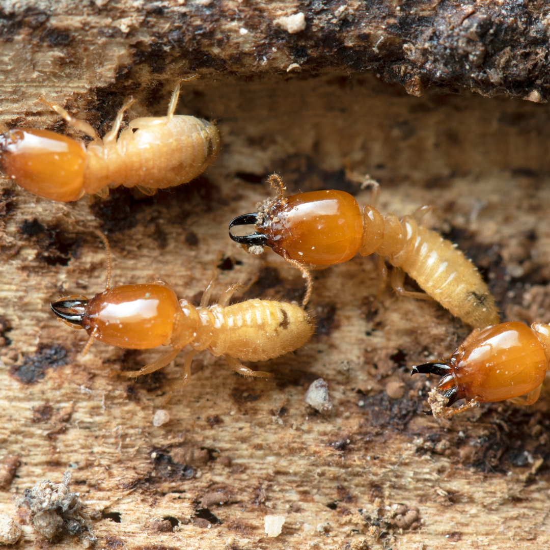 Termite Wood Treatments